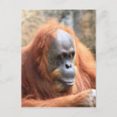 Orangutan Postkarte (Vorderseite)