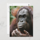 Orangutan Postkarte (Vorne/Hinten)