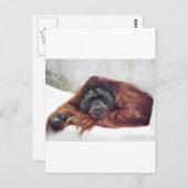Orangutan Postkarte (Vorne/Hinten)