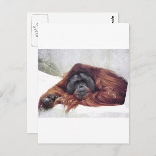 Orangutan Postkarte (Vorne/Hinten)