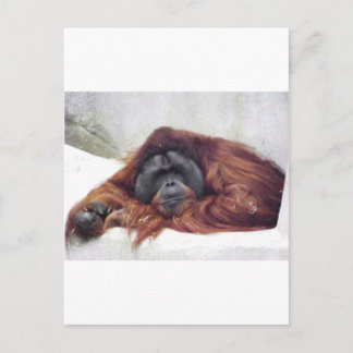 Orangutan Postkarte