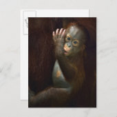 Orangutan Postkarte (Vorne/Hinten)