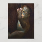 Orangutan Postkarte (Vorderseite)