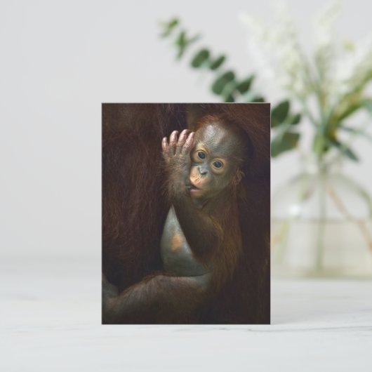 Orangutan Postkarte (Stehend Vorderseite)