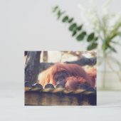 Orangutan Postkarte (Stehend Vorderseite)