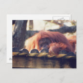 Orangutan Postkarte (Vorne/Hinten)