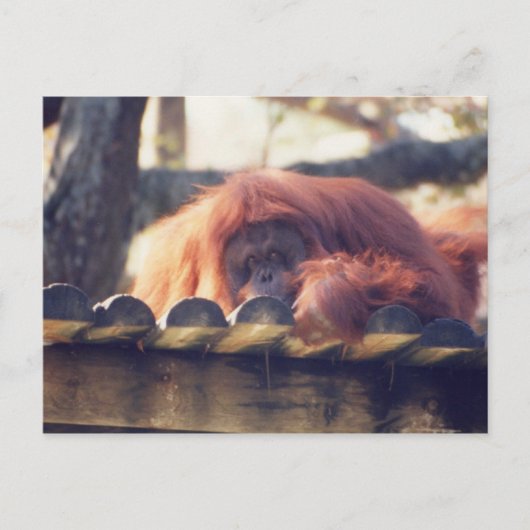 Orangutan Postkarte (Vorderseite)