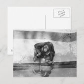 Orangutan Postkarte (Vorne/Hinten)