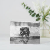 Orangutan Postkarte (Stehend Vorderseite)