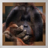 Orangutan Print Poster (Vorne)