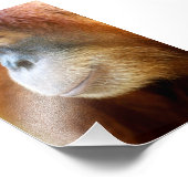 Orangutan-Profil Fotodruck (Ecke)