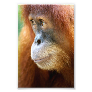 Orangutan-Profil Fotodruck