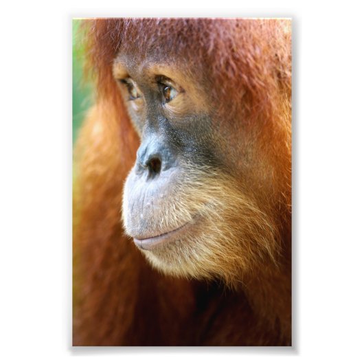 Orangutan-Profil Fotodruck (Vorne)