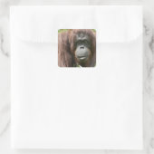 Orangutan Quadratischer Aufkleber (Tasche)