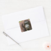 Orangutan Quadratischer Aufkleber (Umschlag)