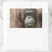 Orangutan Rechteckiger Aufkleber (Tasche)