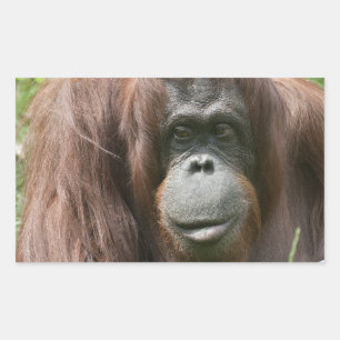 Orangutan Rechteckiger Aufkleber