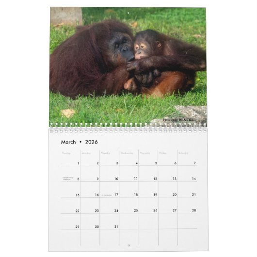Orangutan Redd 2023 Kalender (Mär 2026)