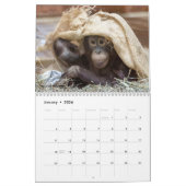Orangutan Redd 2023 Kalender (Jan 2026)