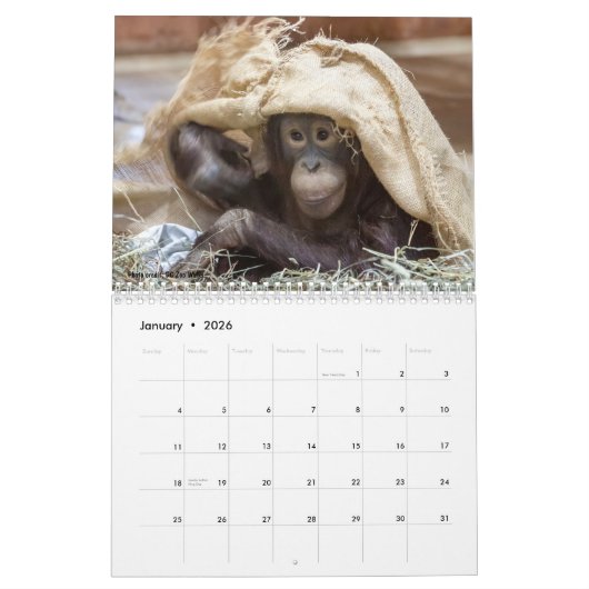 Orangutan Redd 2023 Kalender (Jan 2026)