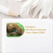 Orangutan-Rücksendeadresse (Insitu)