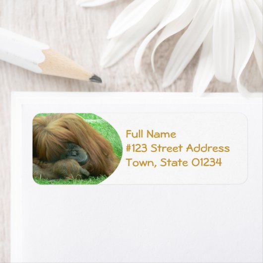 Orangutan-Rücksendeadresse (Insitu)