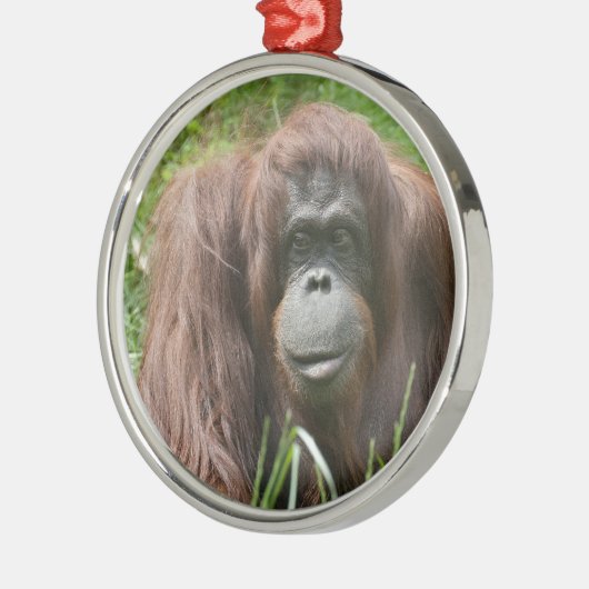 Orangutan Silbernes Ornament (Links)