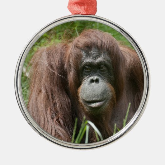 Orangutan Silbernes Ornament (Vorne)