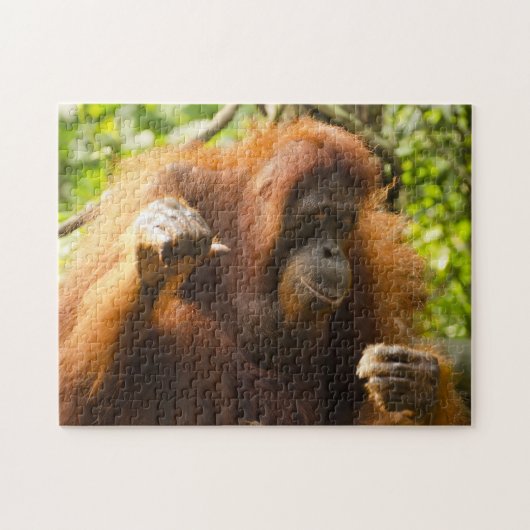 Orangutan Singapore Zoo . Puzzle (Horizontal)