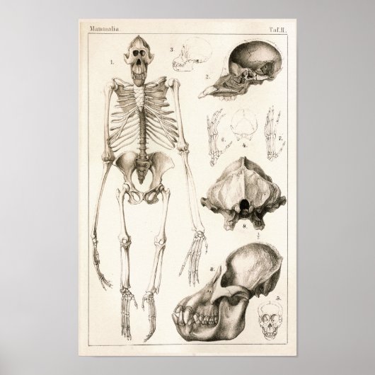 Orangutan Skeleton Skull Veterinary Anatomy Print Poster (Vorne)