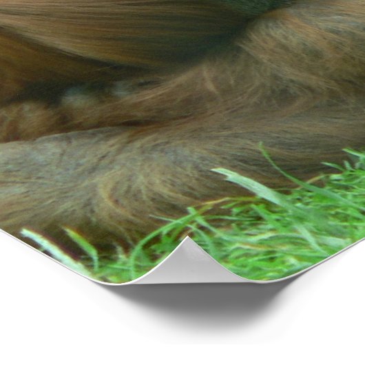 Orangutan Sleeping Print Poster (Ecke)