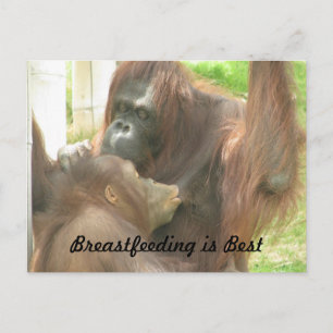 Orangutan Stillzeit Postkarte