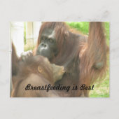 Orangutan Stillzeit Postkarte (Vorderseite)