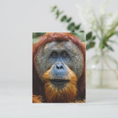 Orangutan - Sumatra, Indonesien Postkarte (Stehend Vorderseite)