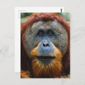 Orangutan - Sumatra, Indonesien Postkarte (Vorne/Hinten)