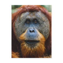 Orangutan - Sumatra, Indonesien