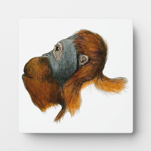 Orangutan Tabletop Plaque mit Easel Fotoplatte (Vorderseite)