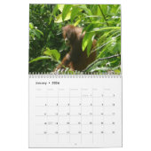 Orangutan-Tierfotografie Kalender (Jan 2026)