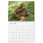 Orangutan-Tierfotografie Kalender (Mär 2027)