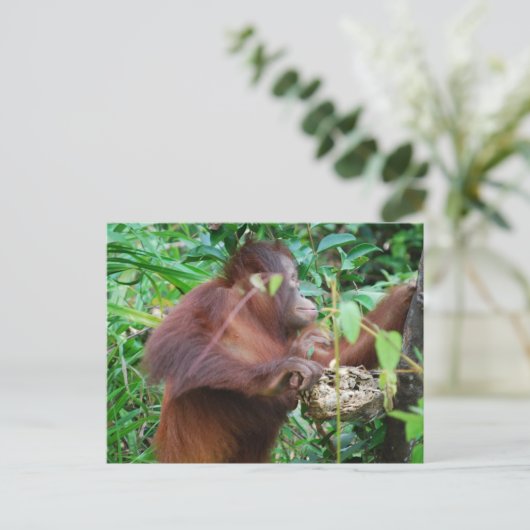 Orangutan Treasure Postkarte (Stehend Vorderseite)