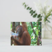 Orangutan trinkt Wasser im Wald Postkarte (Stehend Vorderseite)