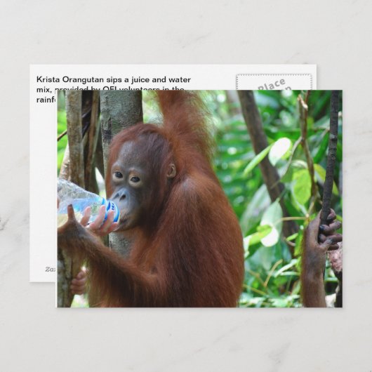 Orangutan trinkt Wasser im Wald Postkarte (Vorne/Hinten)