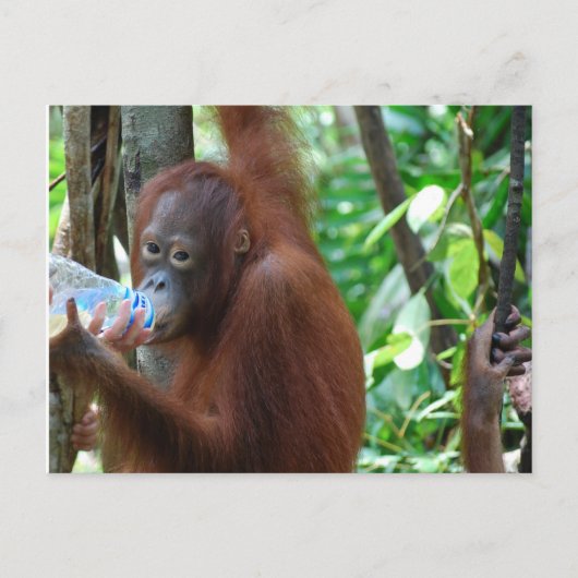 Orangutan trinkt Wasser im Wald Postkarte (Vorderseite)