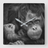 Orangutan Wall Clock Quadratische Wanduhr (Vorderseite)