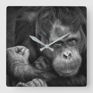 Orangutan Wall Clock Quadratische Wanduhr