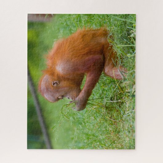 Orangutane. Puzzle (Vertikal)