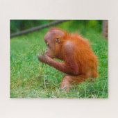 Orangutane. Puzzle (Horizontal)