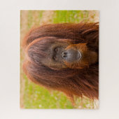 Orangutane. Puzzle (Vertikal)