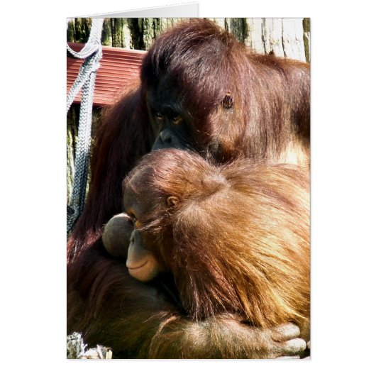 ORANGUTANKARTE (Vorne)