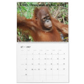 Orangutans Borneo-Kalender Kalender (Feb 2027)